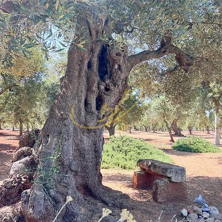 Td Lamia Porta Rossa, Countryside With Olive Trees Apartman